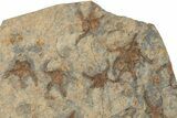 Wide Slab Of Fossil Starfish, Brittlestars & Corals #234624-1